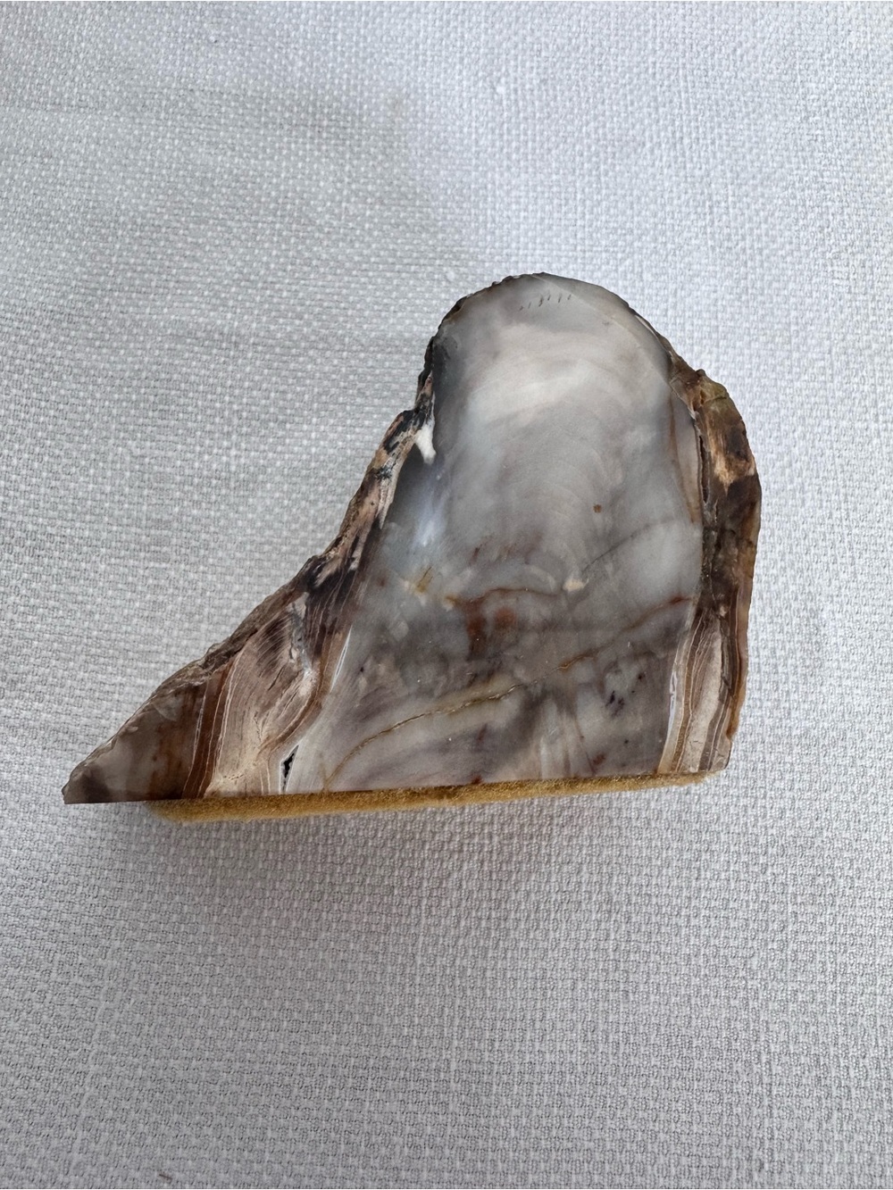 Polished Petrified Wood Cypress